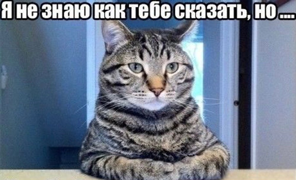 серьезный котег